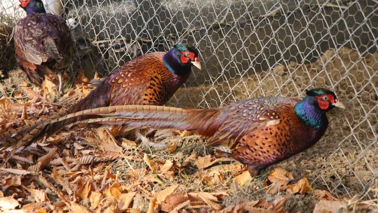 Osmanlı mutfağının gözdesi Sülün, Amasya Üniversitesi’nde üretildi