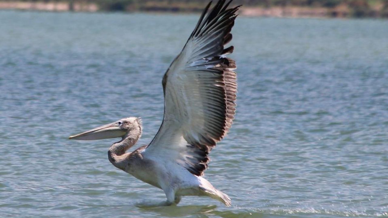 Oltaya takılan pelikanın hayatını balıkçılar kurtardı