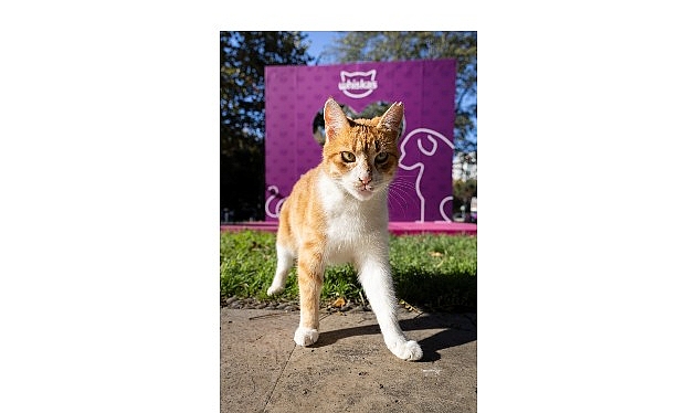 Shane Larkin’den “Gör Beni” Projesi’ne İlham Veren Destek: