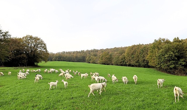 Süt otu desteği meraları berekete kavuşturdu