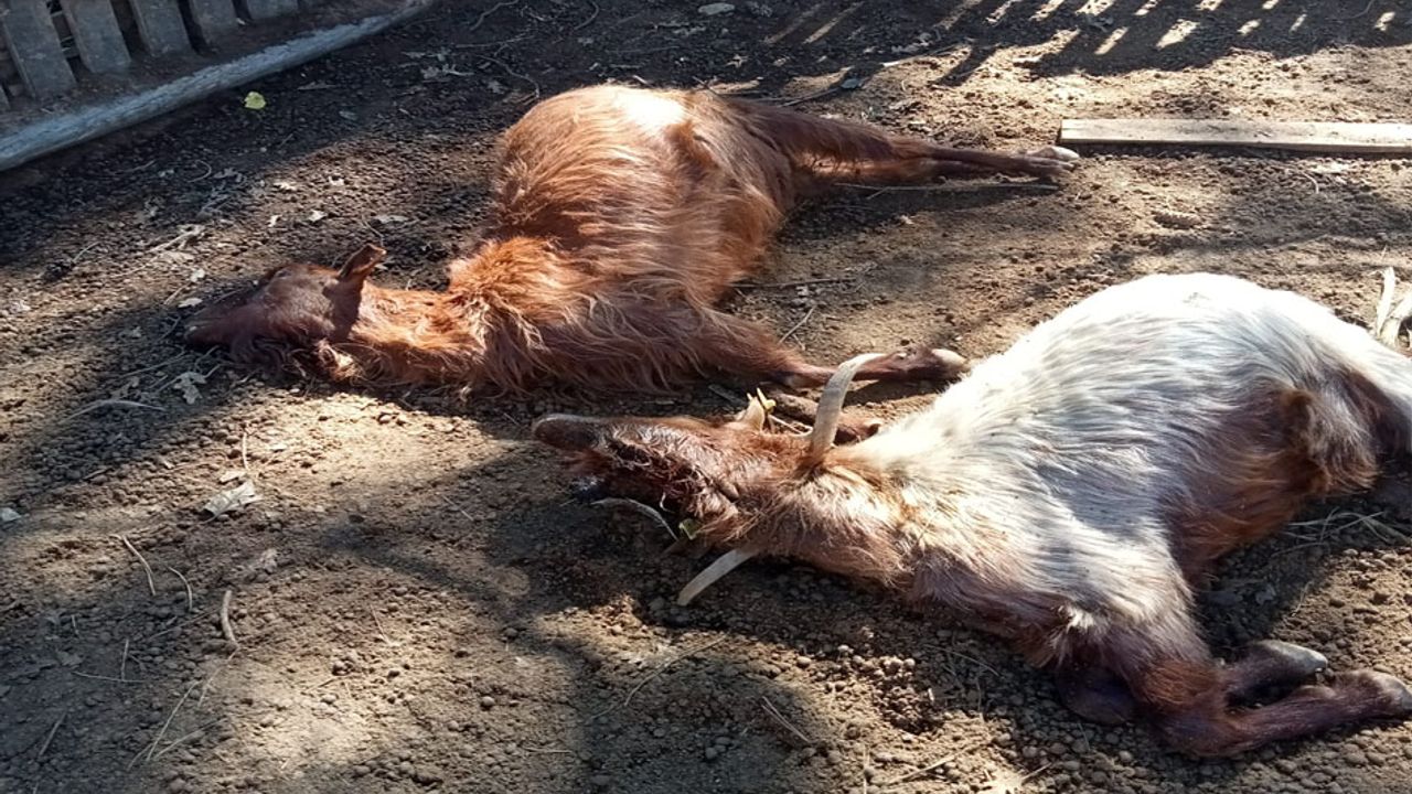 Isparta’da kurt saldırıları üreticiyi bezdirdi