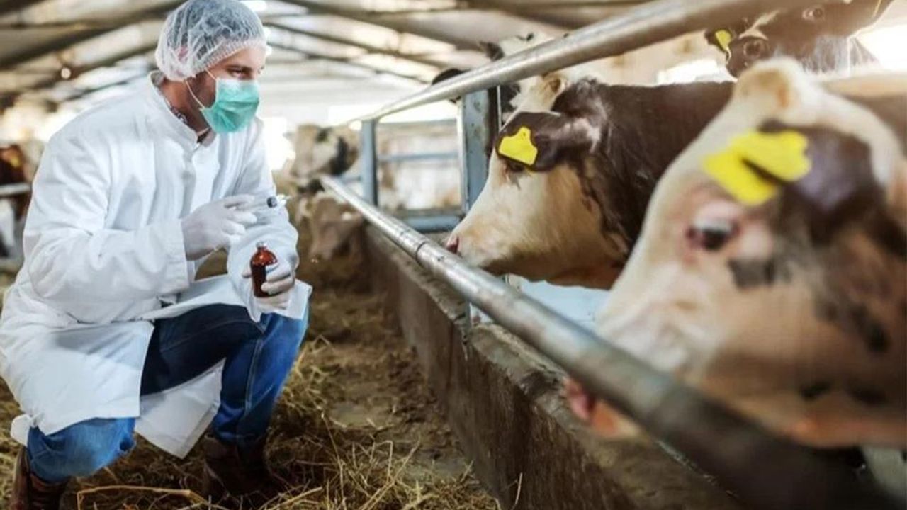 Kuşadası’nda canlı hayvan giriş-çıkışları yasaklandı