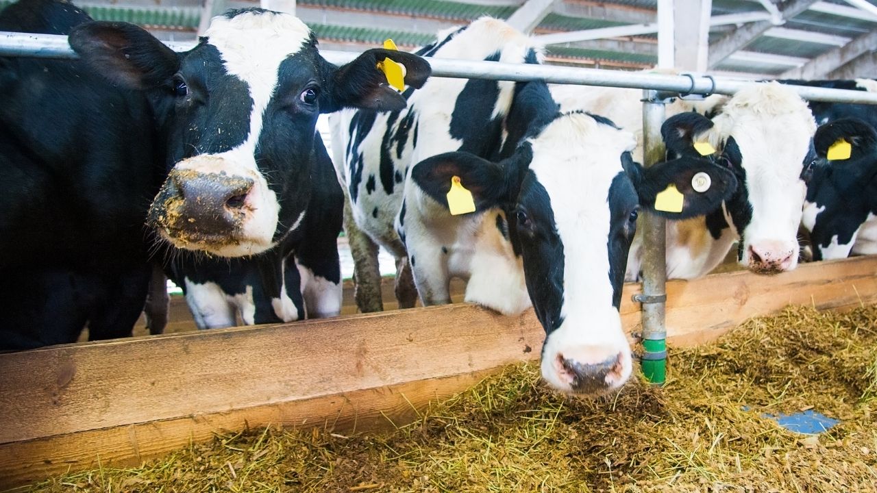 Süt üretiminde düşüş sürüyor: İşletmelerin topladığı süt miktarı azaldı