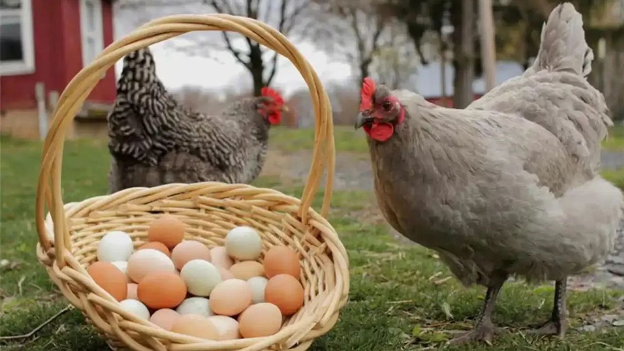 Tavuk eti üretimi artarken yumurta azaldı