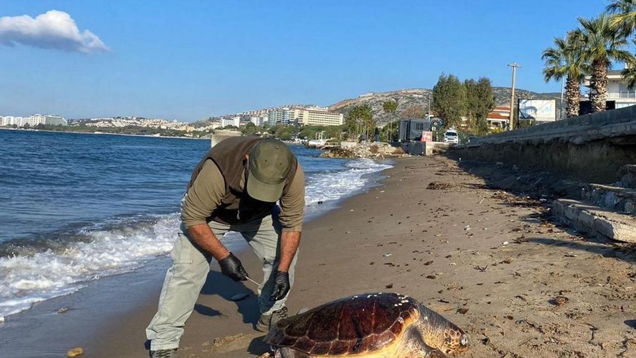 Kuşadası’nda 3 deniz kaplumbağası ölü bulundu
