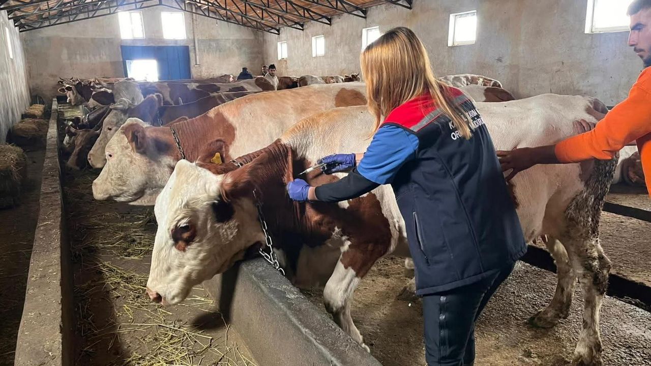 Kars’ta Buzağı kayıplarına karşı septisemi aşısı seferberliği sürüyor
