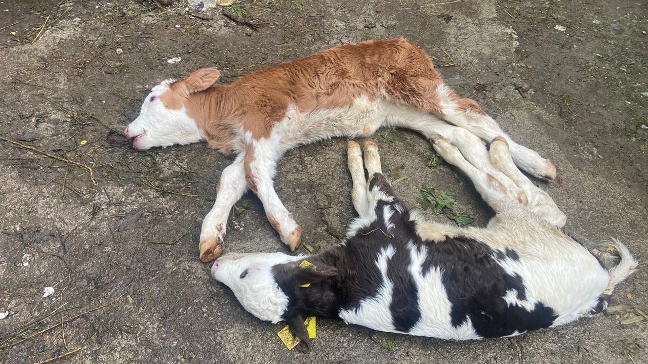 Düzce’yi  “Şap” korkusu sardı