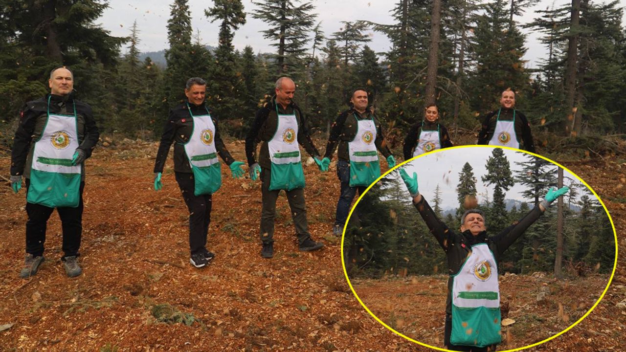 Sedir için seferberlik: 42 hektar alanda ekim