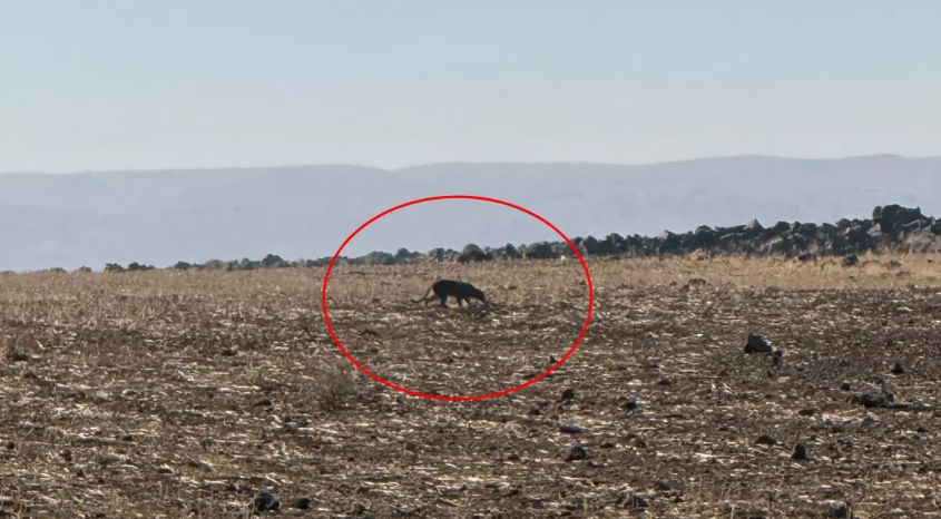 Şırnak’ta Heyecan Veren Karşılaşma: Anadolu Parsı Bir Kez Daha Kamerada!
