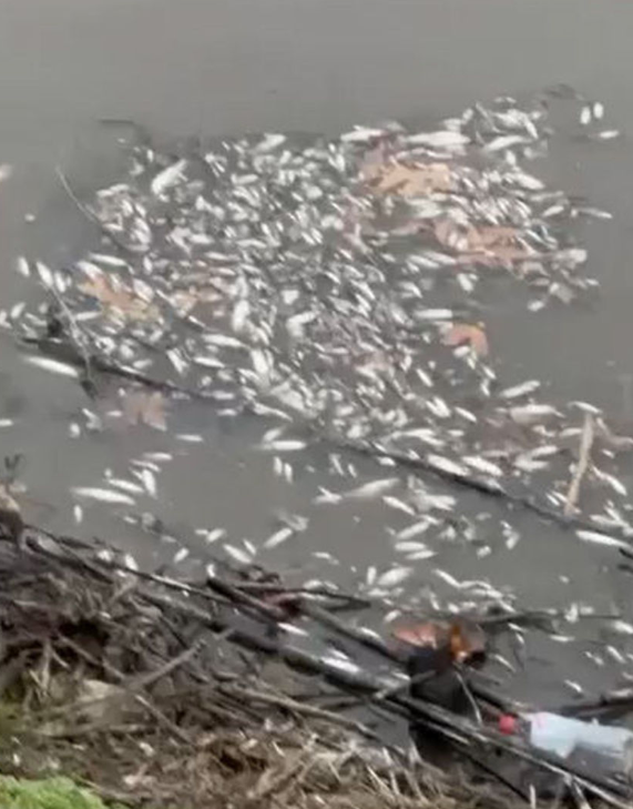 Yeşilırmak’ta Çevre Alarmı: Kıyıya Vuran Balıklar Tedirginlik Yarattı