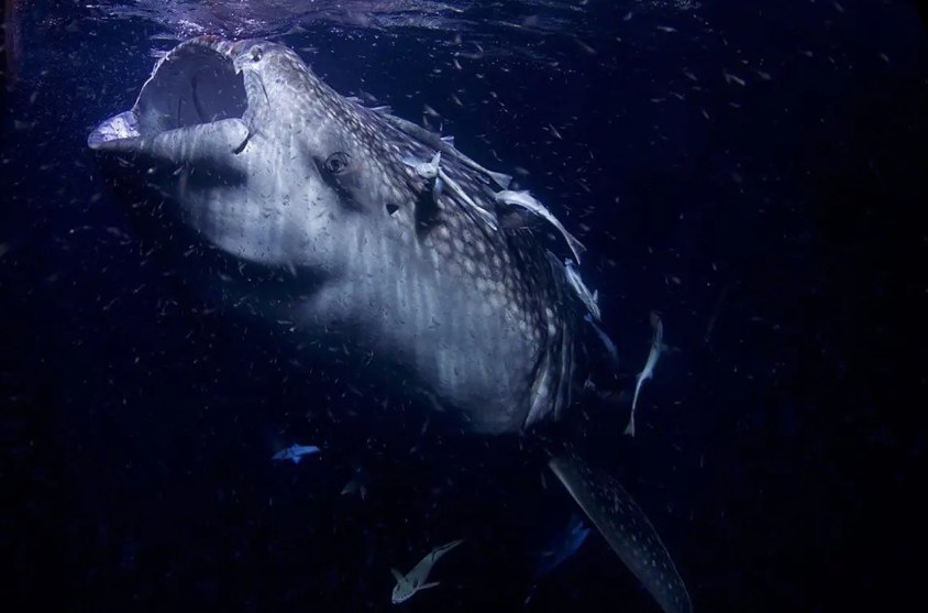 Okyanusların Antik Devit: Palaeophis Colossaeus