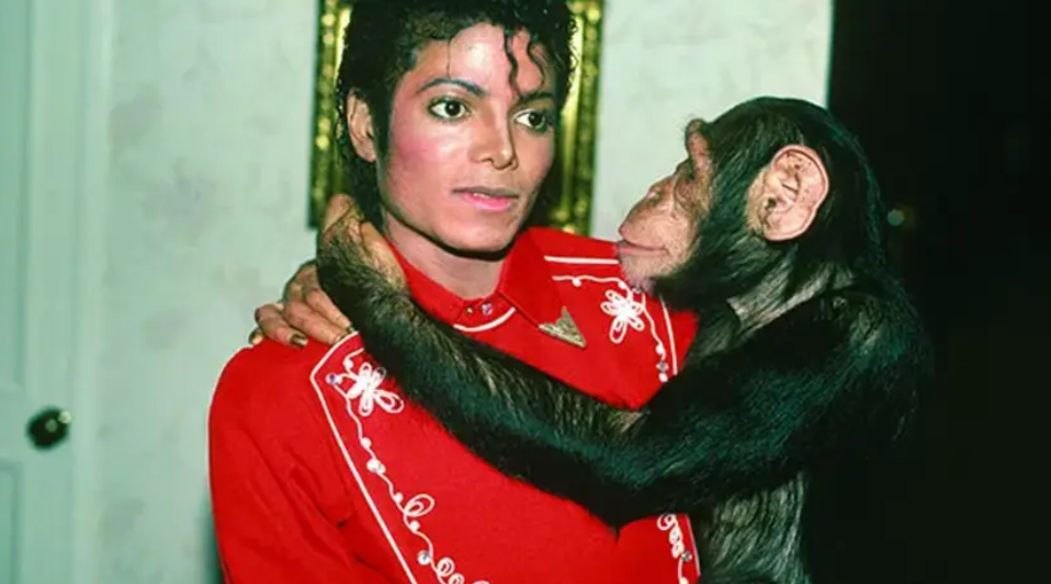 Partilerden Barınağa: Efsane Şempanze Bubbles’ın Yeni Hayatı