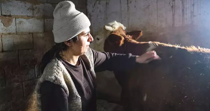 “Uzman Eller” Iğdır’da Meyvesini Verdi: 2 İnekle Başladı, 160 Hayvanlık Sürüye Ulaştı