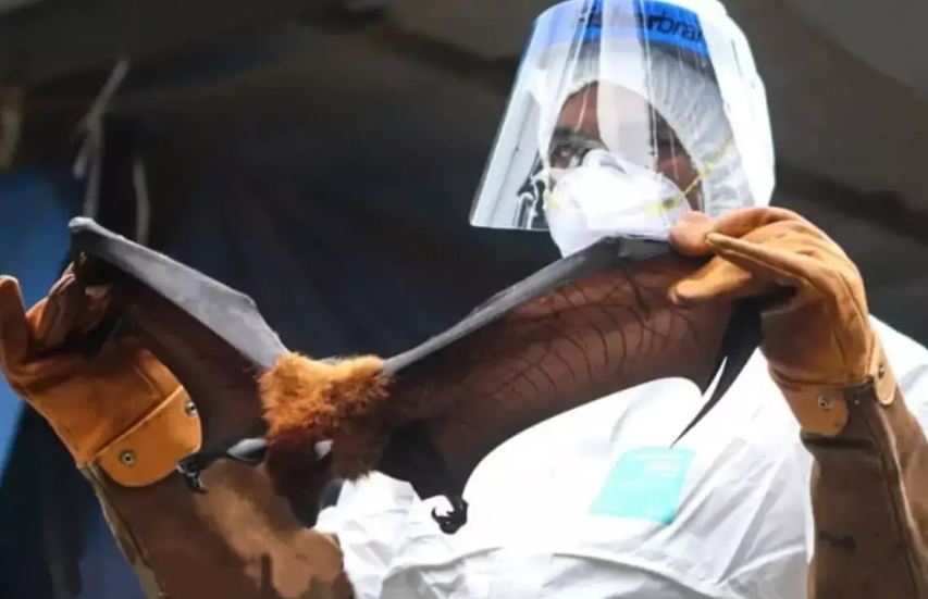 Nipah Virüsü: Batı Bengal’de Yeni Salgın Alarmı