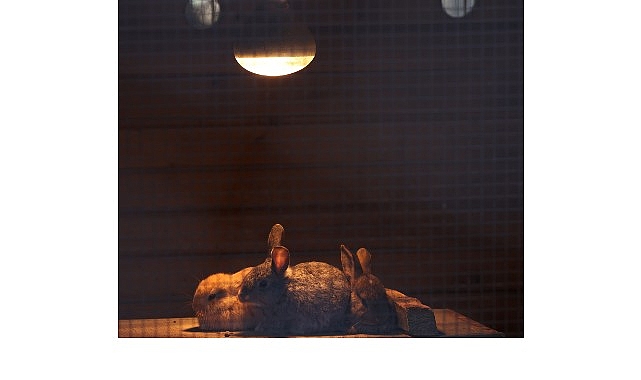 Büyükşehir Doğal Yaşam Parkı’nda kış tedbirleri