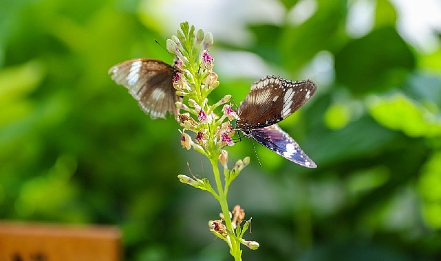 Konya’nın Turizm Yıldızı:  Konya Tropikal Kelebek Bahçesi 2025’te 603 bin, toplamda 4 milyon 136 bin 888 ziyaretçiyi ağırladı