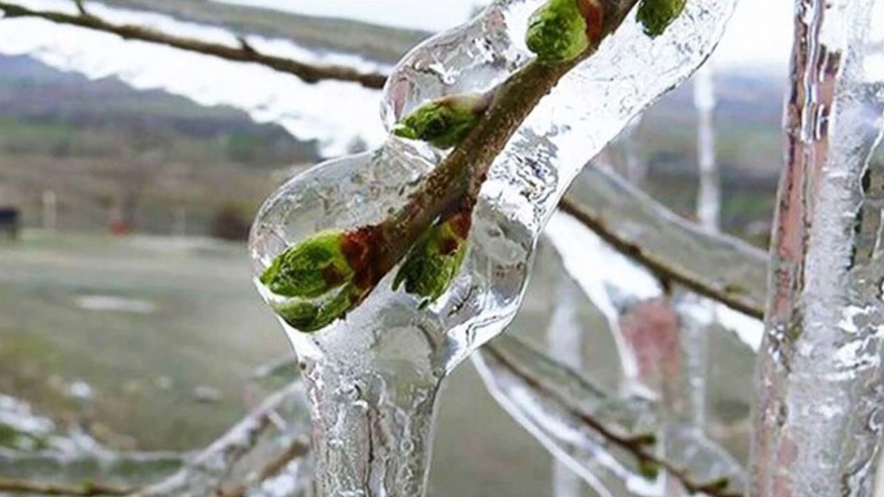 Antalya’da yayla dondu