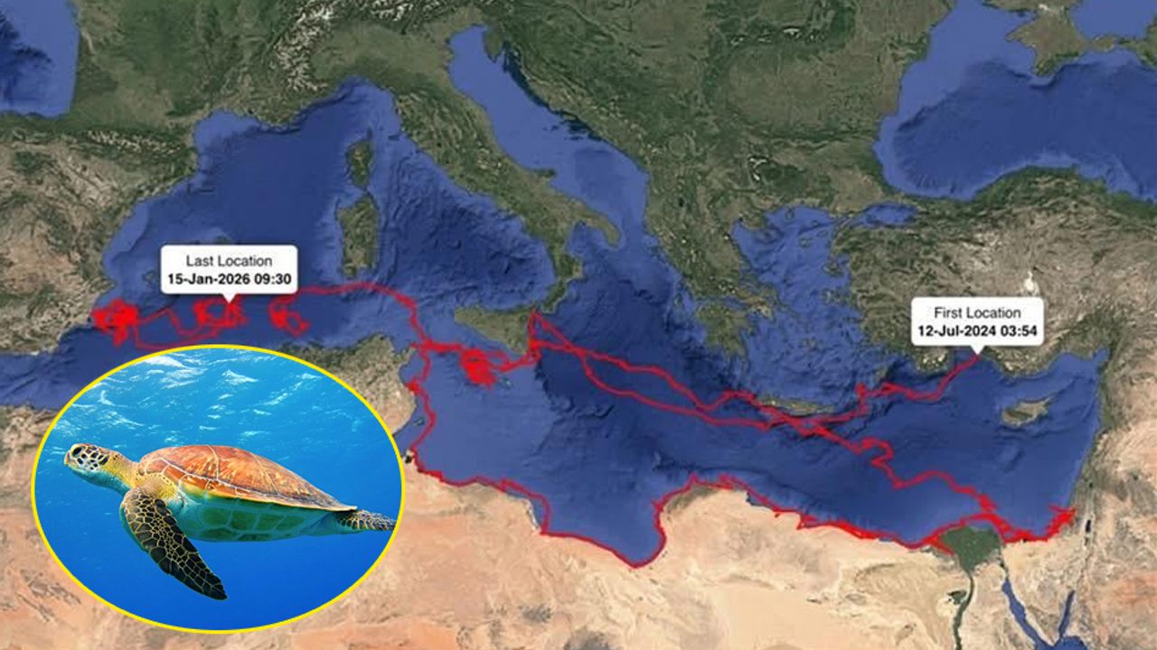 Caretta Gümüş 24 bin km yol kat etti
