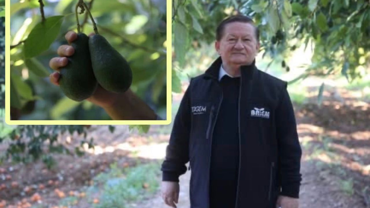 Antalya Avokado Üretiminde Rekor Kırdı
