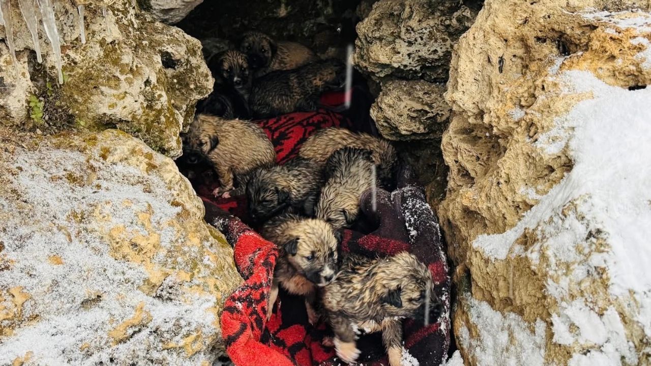 Şırnak’ta donmak üzere olan 12 köpek yavrusu kurtarıldı