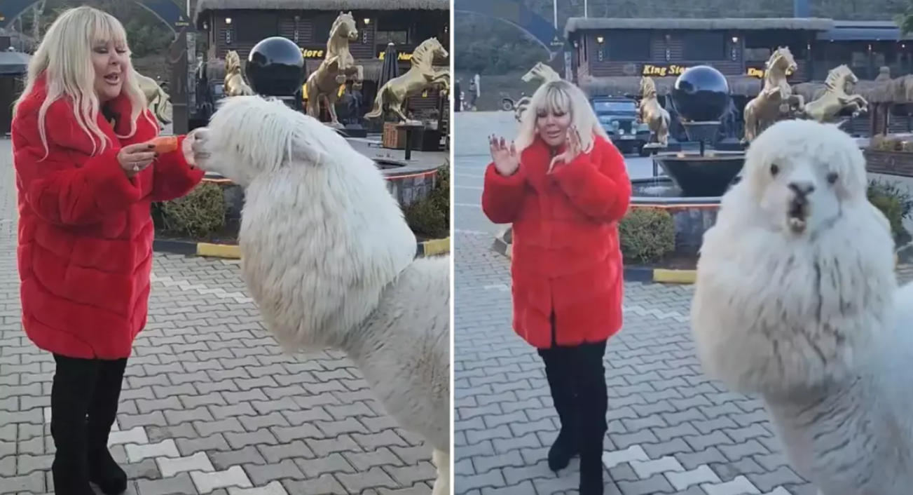 Safiye Soyman’a Alpaka Şoku: Sevgi Gösterisi “Tükürükle” Bitti!