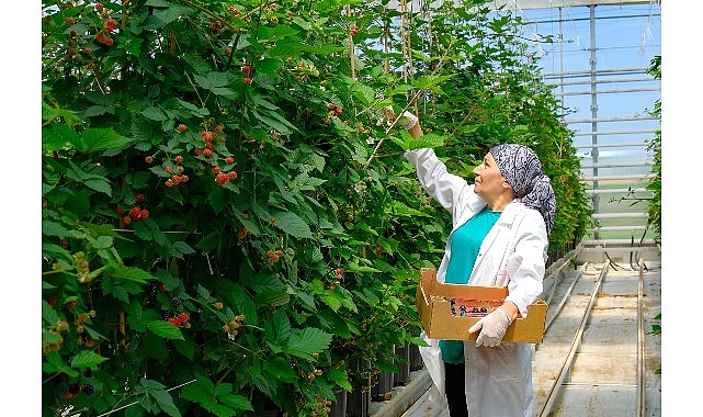 Seralarda sel felaketine   Elara Tarım’dan dirençli çözüm
