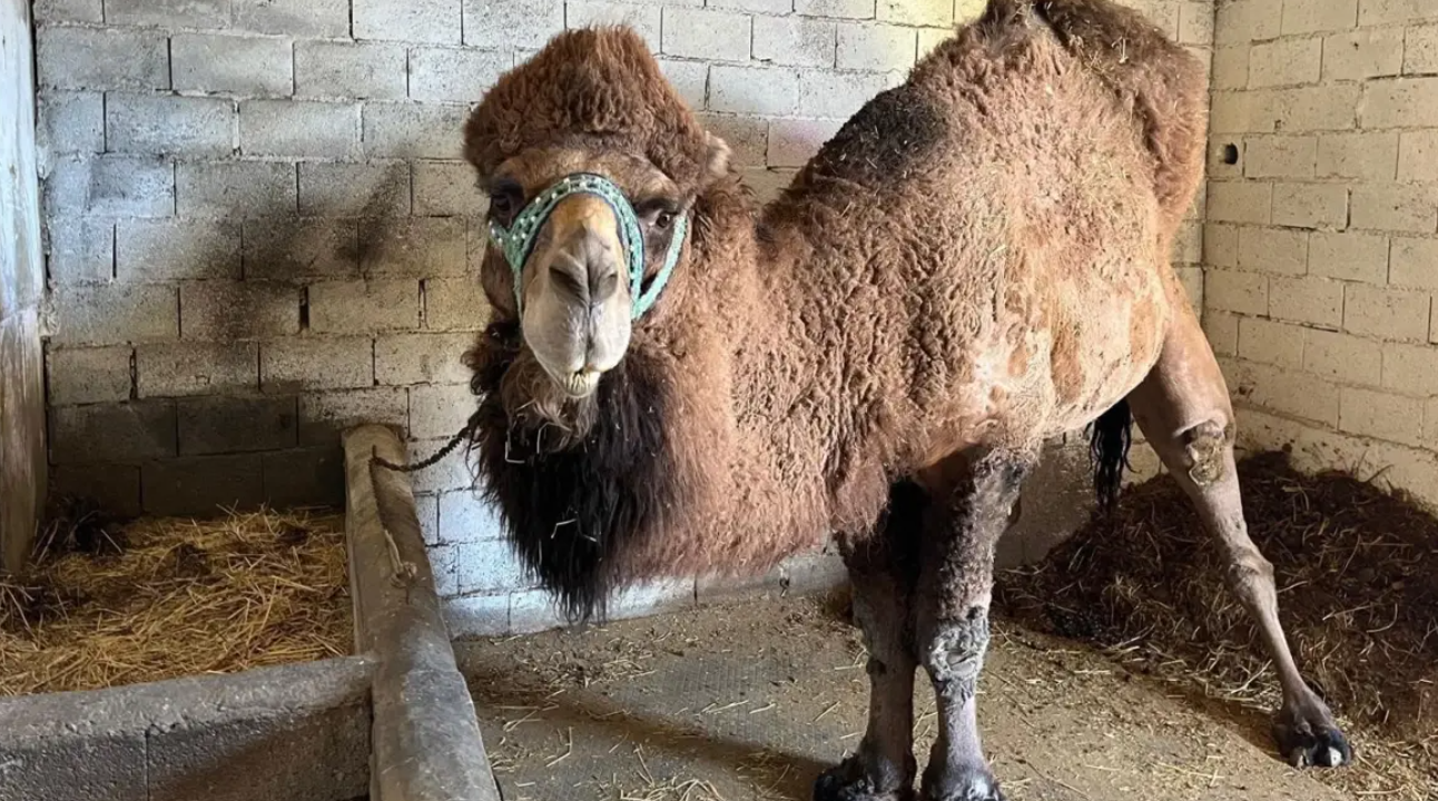 Sezon Başlamadan Bitti