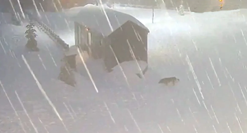 Kocaeli’de Mart Karı: Yüksek Kesimler Beyaza Büründü!