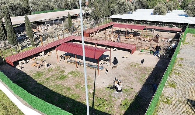 Burhaniye Belediyesi, Can Dostları Sıcak Yuvalarla Buluşturuyor