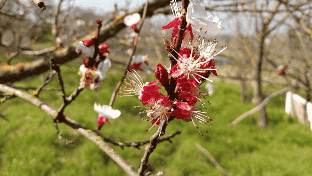 Azerbaycan Türklerinde Nevruz Geleneği Nasıl Kutlanır?