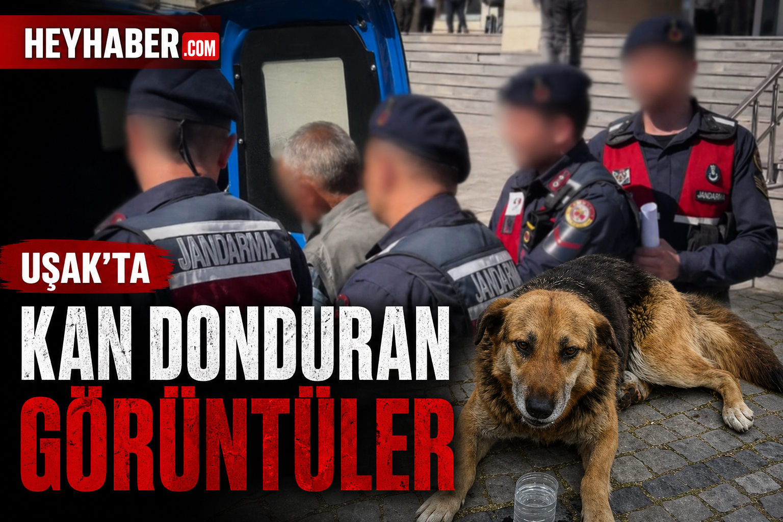 UŞAK’TA KAN DONDURAN OLAY: KÖPEĞE EZİYET EDEN ŞAHIS GÖZALTINA ALINDI!