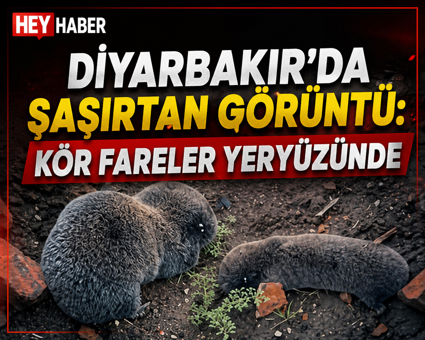 Diyarbakır’da Şaşırtan Görüntü:Kör Fareler Yeryüzünde