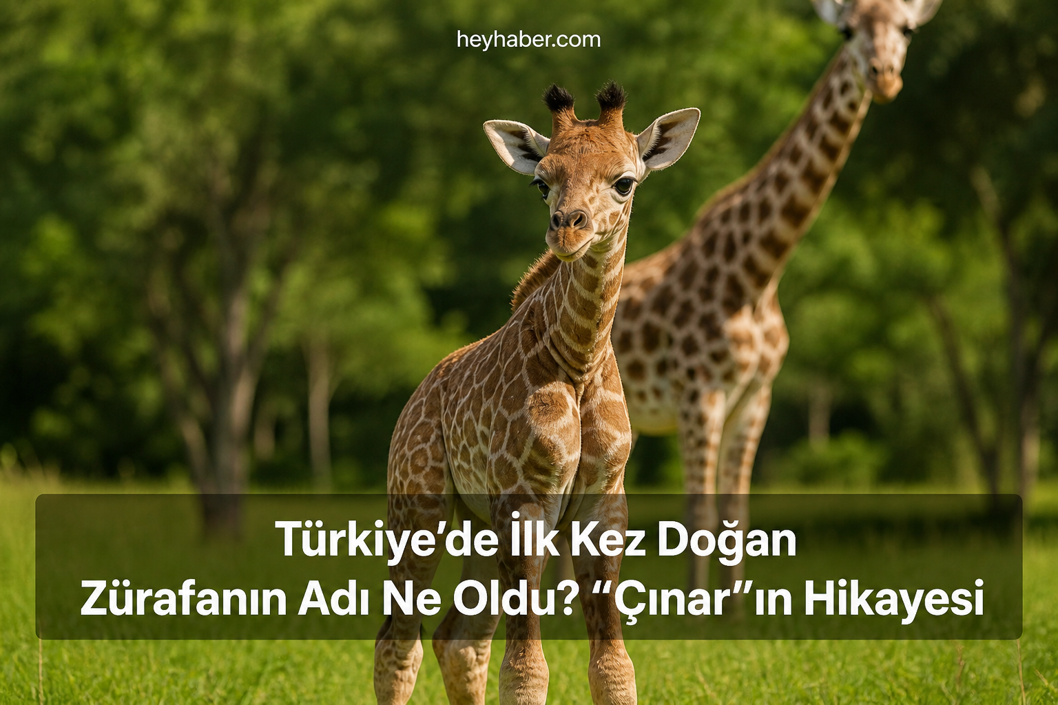 Türkiye’de İlk Kez Doğan Zürafanın Adı Ne Oldu? “Çınar”ın Hikayesi