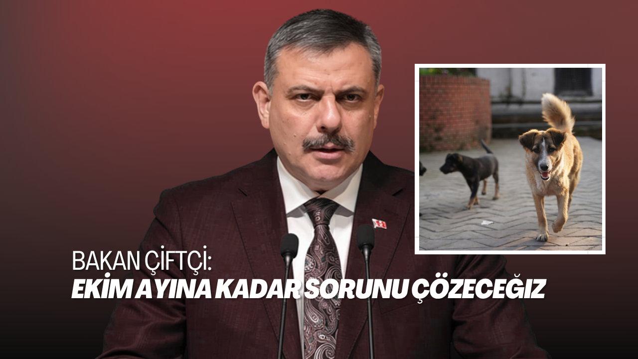 İçişleri Bakanı’ndan Sokak Hayvanları Açıklaması: “Ekim’e Kadar Sorunu Çözeceğiz”
