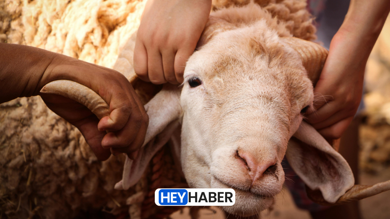 Kurban Bayramı Alışveriş Rehberi: En Uygun Fiyatlı Kurbanlık Nerede?
